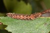 Falcaria lacertinaria: Larva (S-Germany, Leutkirch, early August 2019) [S]