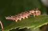 Falcaria lacertinaria: Larva (S-Germany, Leutkirch, early August 2019) [S]