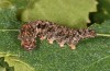 Falcaria lacertinaria: Larva (S-Germany, Leutkirch, early August 2019) [S]