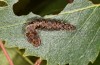 Falcaria lacertinaria: Larva (S-Germany, Leutkirch, early August 2019) [S]