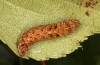 Falcaria lacertinaria: Larva (S-Germany, Leutkirch, early August 2020) [M]