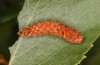 Falcaria lacertinaria: Larva (S-Germany, Leutkirch, early August 2020) [M]