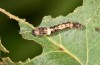 Falcaria lacertinaria: Young larva (S-Germany, Leutkirch, early August 2019) [N]