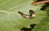 Falcaria lacertinaria: Young larva (S-Germany, Leutkirch, early August 2019) [S]