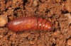 Chersotis laeta: Pupa (e.l. Crete 2013) [S]