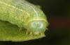 Lithophane lamda: Larva (central Sweden, Östersund, early July 2020) [S]