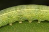 Lithophane lamda: Larva (central Sweden, Östersund, early July 2020) [S]