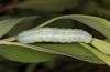 Lithophane lamda: Larva (central Sweden, Östersund, early July 2020) [M]