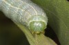 Lithophane lamda: Larva (central Sweden, Östersund, early July 2020) [M]