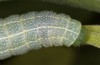 Lithophane lamda: Larva (central Sweden, Östersund, early July 2020) [M]