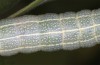 Lithophane lamda: Larva (central Sweden, Östersund, early July 2020) [M]