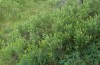 Lithophane lamda: Larval habitat with Myrica gale (central Sweden, Östersund, early July 2020) [N]