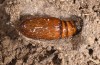 Lithophane lamda: Pupa (e.l. rearing, central Sweden, Östersund, larva in early July 2020) [S]