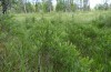 Lithophane lamda: Larval habitat with Myrica gale (central Sweden, Östersund, early July 2020) [N]