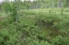 Lithophane lamda: Larval habitat with Myrica gale (central Sweden, Östersund, early July 2020) [N]