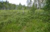 Lithophane lamda: Larvalhabitat mit Gagelstrauch (Mittelschweden, Östersund, Anfang Juli 2020) [N]