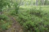 Lithophane lamda: Larval habitat with Myrica gale (central Sweden, Östersund, early July 2020) [N]