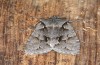 Lithophane lamda: Adult (e.l. rearing, central Sweden, Östersund, larva in early July 2020) [S]