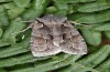Lithophane lamda: Adult (e.l. rearing, central Sweden, Östersund, larva in early July 2020) [S]