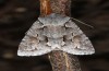 Lithophane lamda: Adult (e.l. rearing, central Sweden, Östersund, larva in early July 2020) [S]