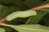 Lithophane lamda: Larva (central Sweden, Östersund, early July 2020) [M]