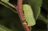 Lithophane lamda: Larva (central Sweden, Östersund, early July 2020) [M]