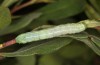 Lithophane lamda: Larva (central Sweden, Östersund, early July 2020) [M]