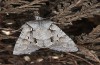 Lithophane lamda: Adult (e.l. rearing, central Sweden, Östersund, larva in early July 2020) [S]