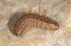 Mythimna languida: Larva (Cyprus, Paphos, late February 2017) [S]
