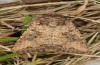 Mythimna languida: Adult (e.l. rearing, Cyprus, Paphos, larva in late February 2017) [S]