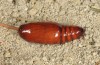 Mythimna languida: Pupa (e.l. rearing, Cyprus, Paphos, larva in late February 2017) [S]