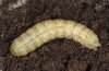 Agrotis lanzarotensis: ausgewachsene Raupe nach Beendigung der Fressaktivit�t  (Fuerteventura)