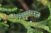 Lithophane lapidea: Half-grown larva (Samos, Kerkis, late April 2015) [S]