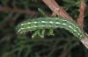 Lithophane lapidea: Larva (Samos, Kerkis, late April 2015) [S]