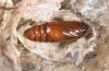 Lithophane lapidea: Pupa (e.l. Samos, Kerkis, late April 2015) [S]