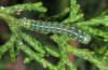 Lithophane lapidea: Half-grown larva (Samos, Kerkis, late April 2015) [M]
