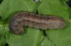 Lasionycta proxima: Fully-grown larva (e.l. Valais 2008) [S]