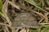 Adult (e.l. rearing, N-Italy, South Tyrol, Val Mustair, larva in early April 2017)