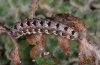 Callopistria latreillei: Larva (La Palma, December 2010) [N]