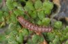 Callopistria latreillei: Halbwüchsige Raupe (La Palma, Dezember 2010) [N]