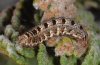 Callopistria latreillei: Larva (La Palma, December 2010) [N]