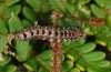 Callopistria latreillei: Halbwüchsige Raupe (La Palma, Dezember 2010) [N]