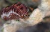 Callopistria latreillei: Raupe cranial (La Palma, Dezember 2010) [N]