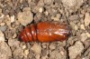 Lithophane leautieri: Pupa (e.l. rearing, Spain, Zaragoza, larva in late May 2018) [S]