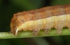 Ochropleura leucogaster: Raupe (e.l. Madeira 2013) [S]