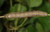 Aedia leucomelas: Larva (e.l. N-Portugal 2013)