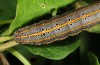 Aedia leucomelas: Larva (e.l. N-Portugal 2013) [S]