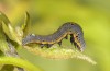 Aedia leucomelas: Larva in the penultimate instar (Cyprus, Akrotiri, early November 2016) [S]
