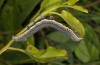 Aedia leucomelas: Larva (e.l. rearing, Cyprus, Akrotiri, larva in early November 2016) [S]