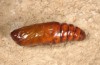 Aedia leucomelas: Pupa (e.l. rearing, Cyprus, Akrotiri, larva in early November 2016) [S]